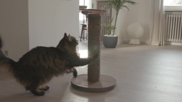 Schöne Katze kratzt Nägel auf der Kratzstange — Stockvideo