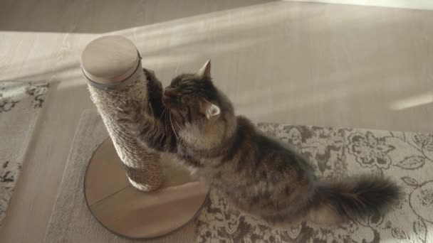 Precioso gato arañando clavos en el poste de arañazos — Vídeo de stock