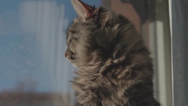 Kedi pencerenin yanında oturuyor ve tımar ediyor. — Stok video