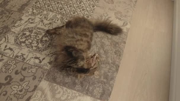 Прекрасний кіт грає з іграшкою вдома — стокове відео