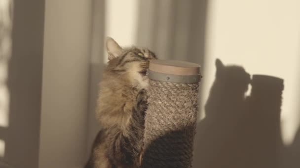 Lindo gato brincando com um brinquedo em casa — Vídeo de Stock