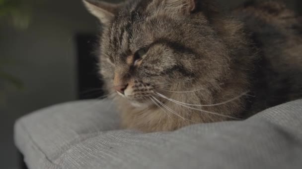 Schöne Katze zu Hause auf dem Sofa liegend und entspannend — Stockvideo