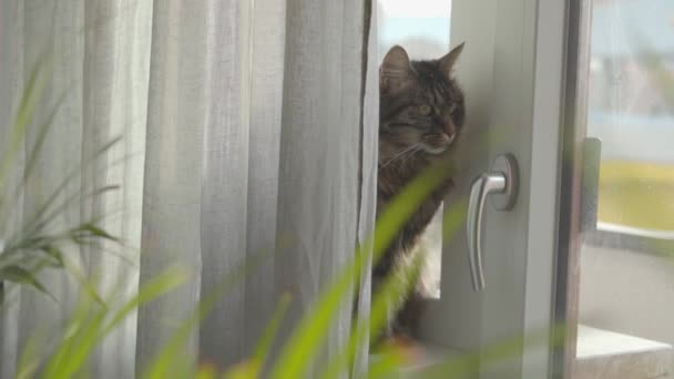 Szép macska rejtőzik a függöny mögött. — Stock videók