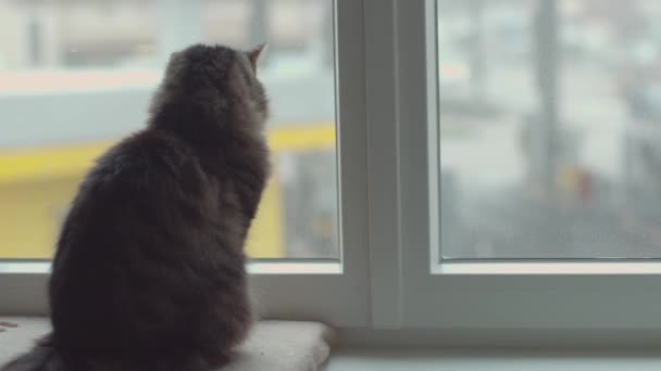 Прекрасная кошка сидит на подоконнике и смотрит вокруг — стоковое видео