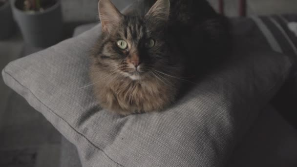 Υπέροχη γάτα ξαπλωμένη στον καναπέ στο σπίτι και χαλαρώνοντας — Αρχείο Βίντεο