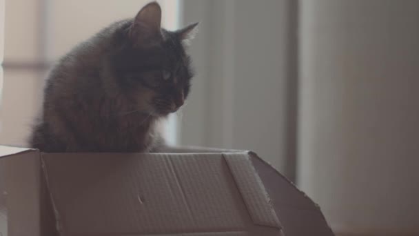 Bedårande katt sittande i en pappkartong — Stockvideo