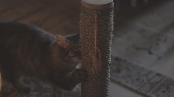 Lovely cat scratching nails on the scratch pole — Stock Video
