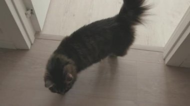 Şirin kedi evin içinde dolaşıyor ve etrafı keşfediyor.