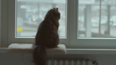 Güzel kedi pencere eşiğinde oturuyor ve etrafına bakıyor.