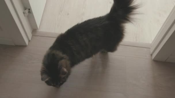 Leuke kat loopt rond in het huis en verkennen — Stockvideo