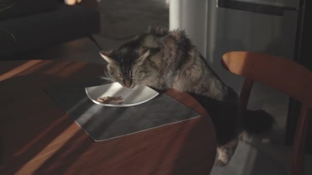 Прекрасная кошка ест еду на кухне. — стоковое видео