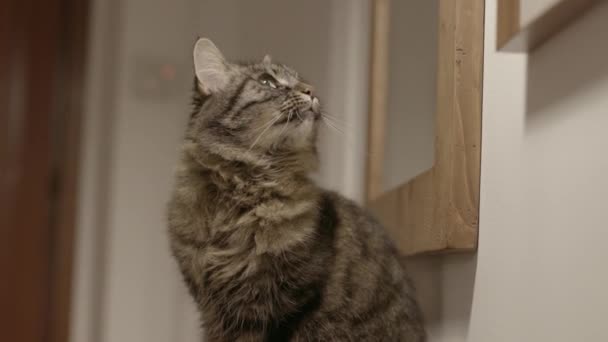 Schöne Katze zu Hause — Stockvideo