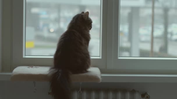 Mooie kat zittend op de vensterbank en rondkijkend — Stockvideo