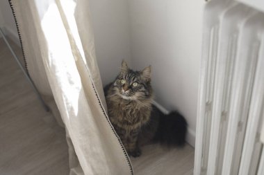 Evdeki perdenin arkasında saklanan sevimli kedi.