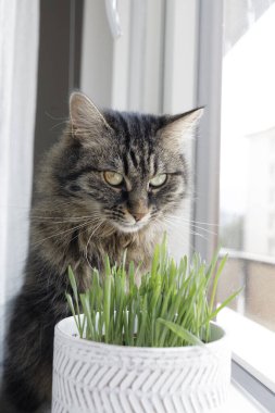 Tatlı kedi tencerede taze kedi nanesi yiyor.