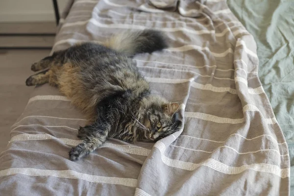 Lindo gato acostado en la cama en casa —  Fotos de Stock