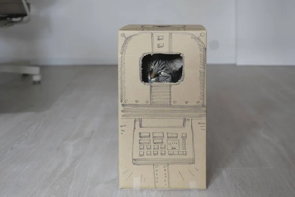 Gato brincalhão escondido em uma caixa de papelão — Fotografia de Stock