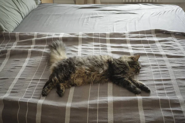 Gato bonito deitado na cama em casa — Fotografia de Stock