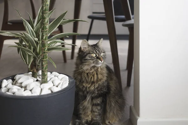 Gato bonito sentado ao lado de uma planta de sala — Fotografia de Stock
