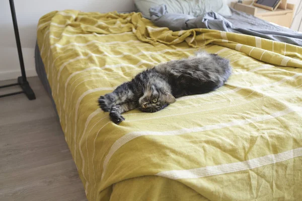 Krásná kočka leží na posteli a protahuje tlapky — Stock fotografie