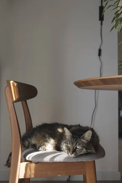 Charmant chat couché sur une chaise — Photo