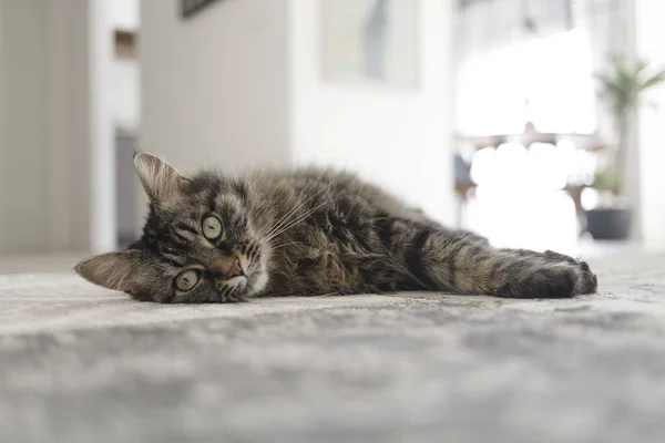 Schöne Katze, die zu Hause auf einem Teppich liegt — Stockfoto