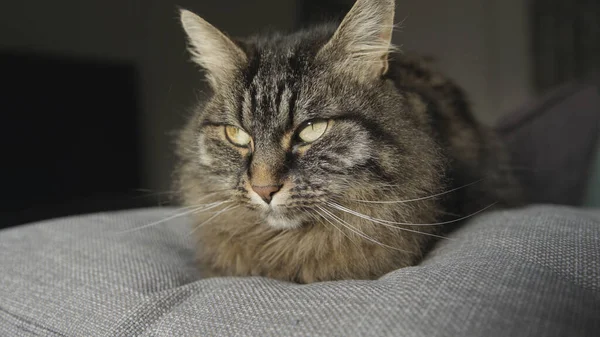 Bellissimo gatto dai capelli lunghi sdraiato sul divano — Foto Stock