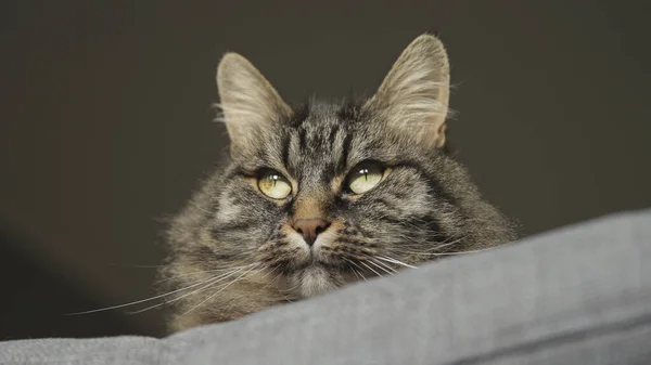 Hermoso gato de pelo largo acostado en el sofá — Foto de Stock