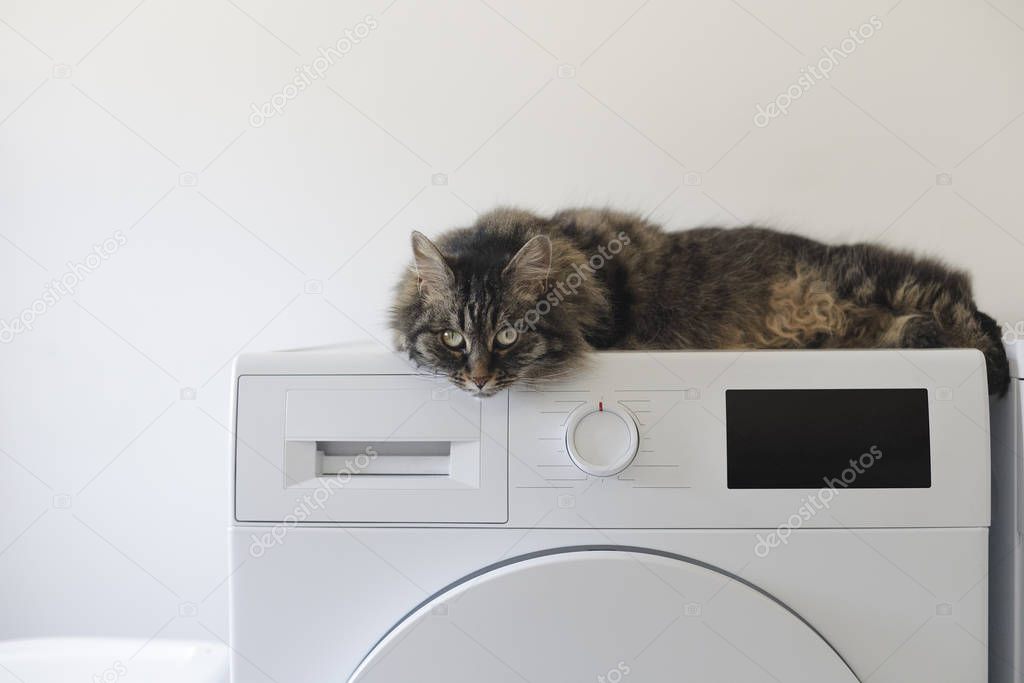 Cute cat lying down on the washing machine