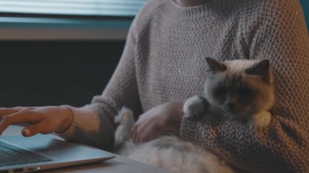 Mujer sosteniendo su gato y usando su portátil — Vídeos de Stock