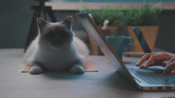 Dizüstü bilgisayarında yazan bir kadın ve masada yatan sevimli bir kedi. — Stok video