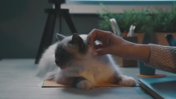 Mujer abrazando a su hermoso gato en el escritorio — Vídeos de Stock