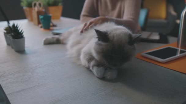 Masanın üzerinde güzel kedisine sarılan bir kadın. — Stok video