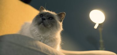 Şirin, sevimli bir kedicik evdeki koltukta dinleniyor.