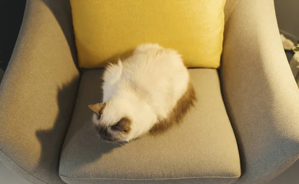 Leuke Mooie Birman Kat Ontspannen Fauteuil Thuis — Stockfoto