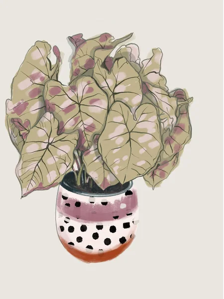 Ilustración Plantas Interior House Plants Pink Deja Plantas Plantas Misioneras — Foto de Stock