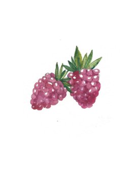 Beyaz arka planda ahududu boyama elle çizilmiş. Böğürtlen çizimi