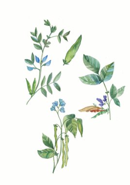 Bitki unsurları olan Büyük Set Suluboya koleksiyonu - yaprak, çiçekler. Botanik illüstrasyon beyaz arkaplanda izole edildi. Çiçek doğası.