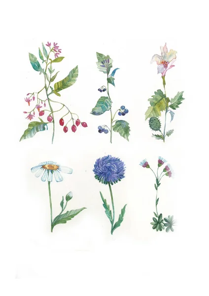 Byliny Divoké Květiny Botanika Připravit Ročník Květin Barevná Ilustrace Stylu — Stock fotografie