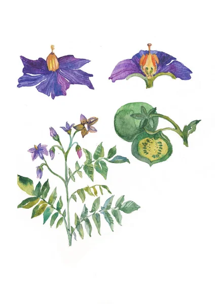 Nastavte Sbírku Akvarelů Rostlinnými Prvky Listy Květy Fialové Květiny Zelené — Stock fotografie