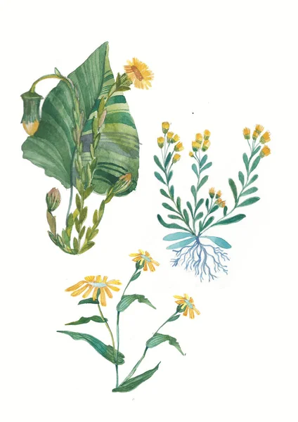 ハーブと野生の花 植物学だ セットだ ヴィンテージの花 版画のスタイルでカラフルなイラスト — ストック写真