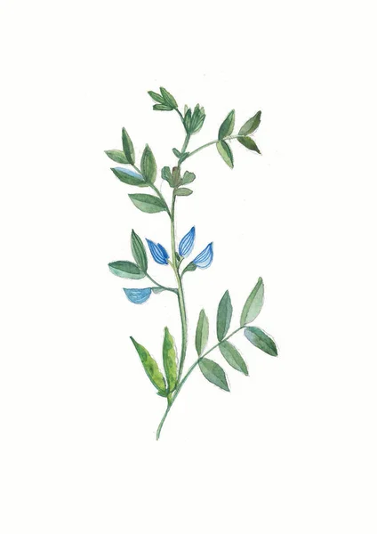 豆科植物的水彩花 草本和野花 植物学 古董花 色彩斑斓的版画风格 — 图库照片