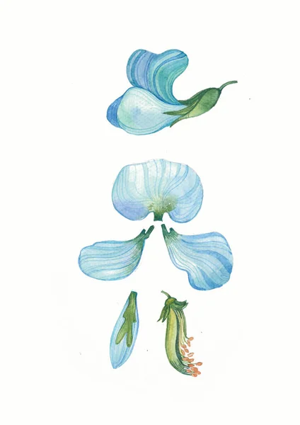 Akvarel Modrý Květ Luštěniny Byliny Divoké Květiny Botanika Ročník Květin — Stock fotografie