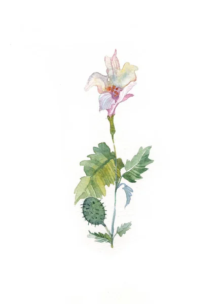 Akvarel Trnem Byliny Divoké Květiny Botanika Ročník Květin Barevná Ilustrace — Stock fotografie