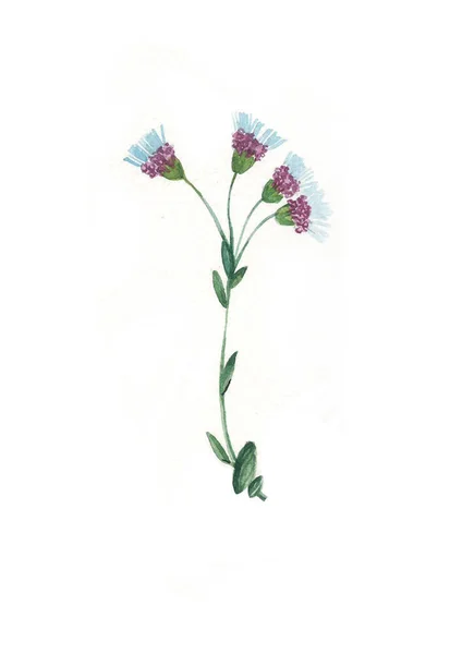 Akvarel Květiny Byliny Divoké Květiny Botanika Ročník Květin Barevná Ilustrace — Stock fotografie