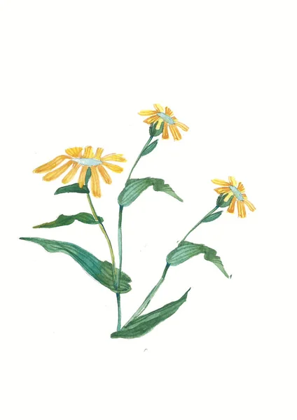 Akvarel Žlutý Heřmánek Byliny Divoké Květiny Botanika Ročník Květin Barevná — Stock fotografie