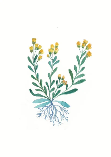 Akvarel Žlutý Kmín Byliny Divoké Květiny Botanika Ročník Květin Barevná — Stock fotografie