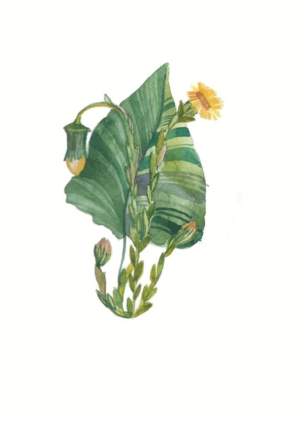 Akvarel Žlutá Pampeliška Květiny Byliny Divoké Květiny Botanika Ročník Květin — Stock fotografie