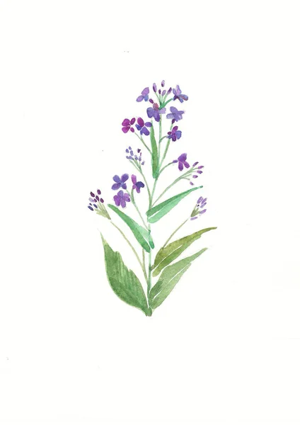水彩缤纷的紫色野花 草本和野花 植物学 古董花 色彩斑斓的版画风格 — 图库照片