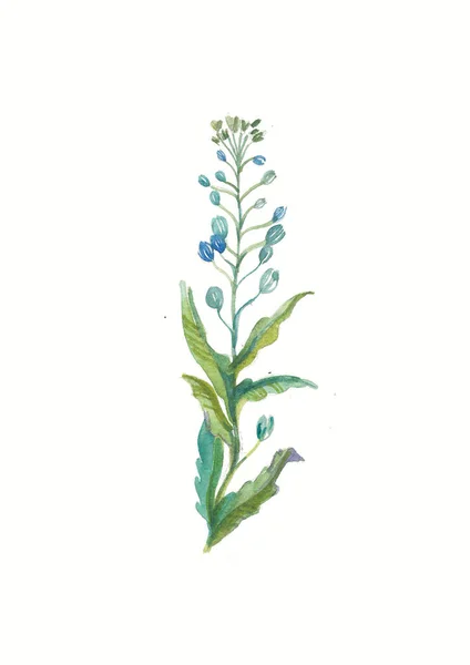 水彩画蓝色野花 草本和野花 植物学 古董花 色彩斑斓的版画风格 — 图库照片